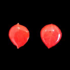 Red Aspen Earrings